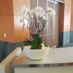 Indoor plant maintenance Watering, cleaning, pruning, desease treatment, fertilizer as needed, plant rotation LA, OC, Riverside & San Bernardino Country